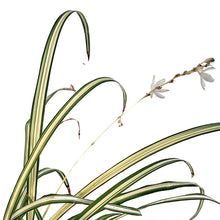 Load image into Gallery viewer, Spider Plant, 4in, Starlight