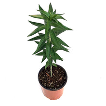 Load image into Gallery viewer, Lilium, Oriental, 1 gal, Stargazer