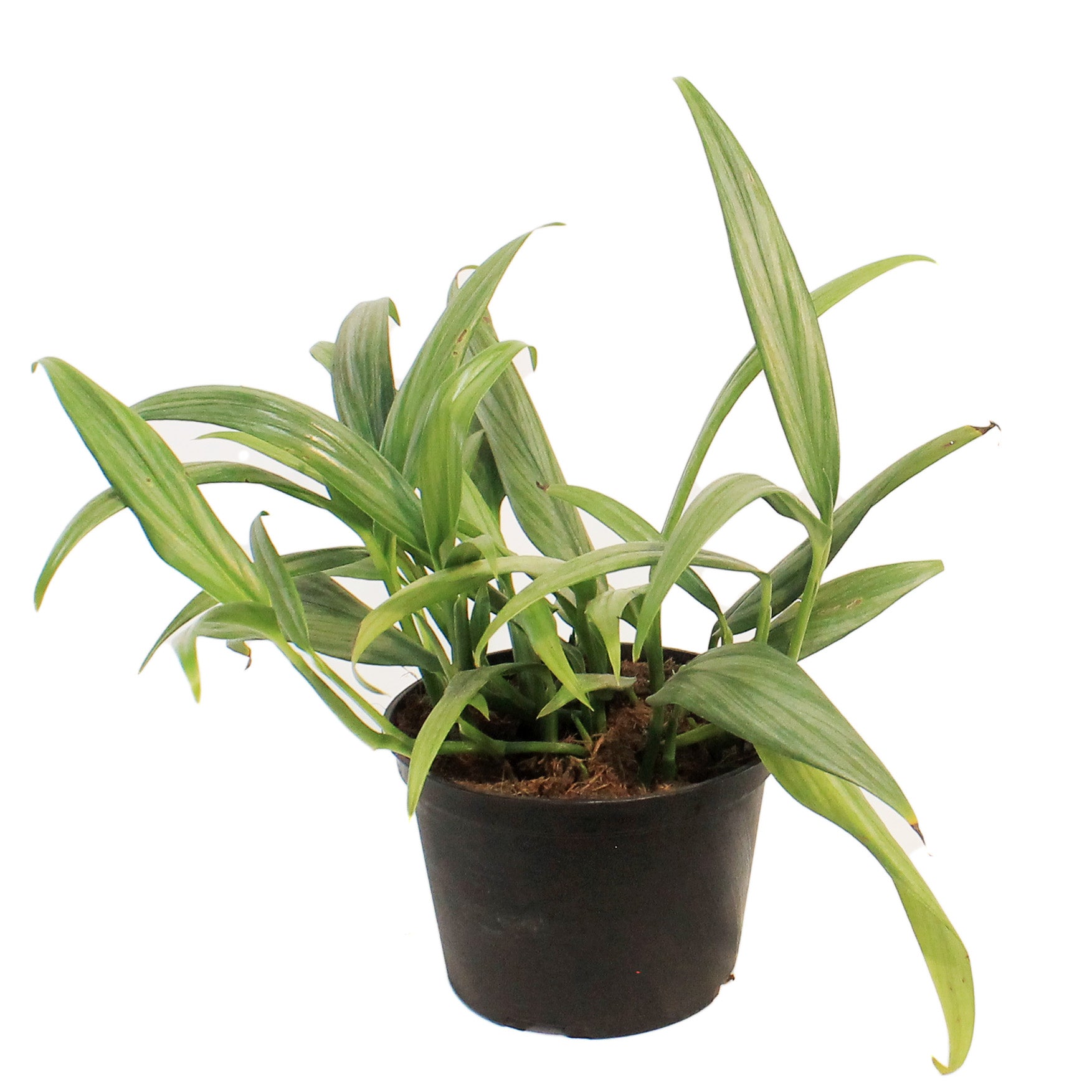 Pothos, 6in, Silver Streak  Floral Acres Greenhouse & Garden Centre