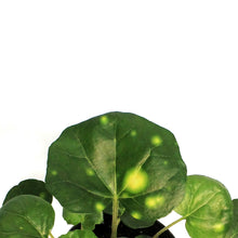 Load image into Gallery viewer, Leopard Plant, 4in, Firefly