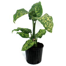 Load image into Gallery viewer, Dieffenbachia, 10in, Cheetah