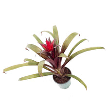 Load image into Gallery viewer, Bromeliad, 4in, Vriesea Espada