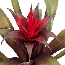 Load image into Gallery viewer, Bromeliad, 4in, Vriesea Espada