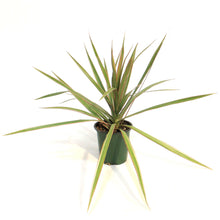 Load image into Gallery viewer, Dracaena, 3.5in,Bicolor