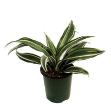 Load image into Gallery viewer, Dracaena, 3.5in,Warneckii White Compact