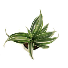 Load image into Gallery viewer, Dracaena, 3.5in,Warneckii White Compact