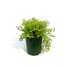 Load image into Gallery viewer, Fern, 3.5in, Moss LIme