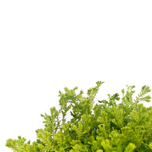 Load image into Gallery viewer, Fern, 3.5in, Moss LIme