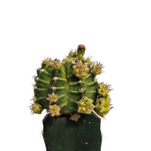 Load image into Gallery viewer, Cactus, 2.5in, Grafted, Moon