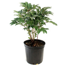 Load image into Gallery viewer, Peony, 2 gal, Red