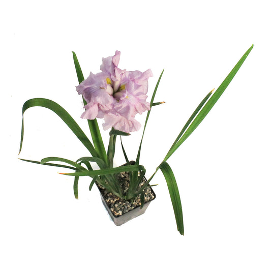 Iris, 5in, Ice Cream Waterplant