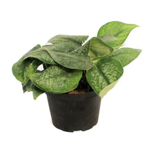 Load image into Gallery viewer, Scindapsus, 6in, Gunung "Mount Salak"