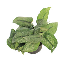 Load image into Gallery viewer, Scindapsus, 6in, Gunung "Mount Salak"