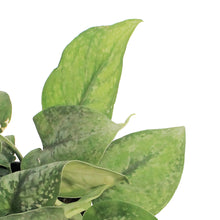 Load image into Gallery viewer, Scindapsus, 6in, Gunung "Mount Salak"