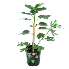 Load image into Gallery viewer, Ficus, 7in, Fig Tree