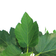 Load image into Gallery viewer, Ficus, 7in, Fig Tree