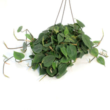 Load image into Gallery viewer, Philodendron, 10in HB, Lemon Cordatum