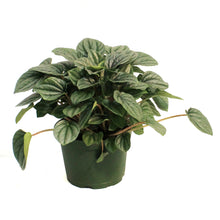 Load image into Gallery viewer, Peperomia, 6in, Frost