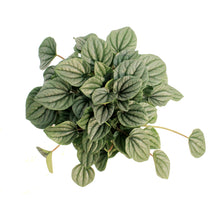 Load image into Gallery viewer, Peperomia, 6in, Frost