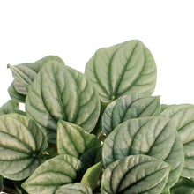 Load image into Gallery viewer, Peperomia, 6in, Frost