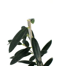 Load image into Gallery viewer, Olive, 4in