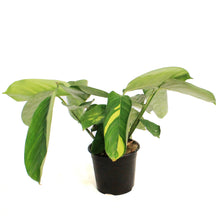 Load image into Gallery viewer, Ctenanthe, 4in, Lubbersiana