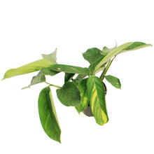 Load image into Gallery viewer, Ctenanthe, 4in, Lubbersiana
