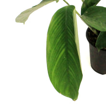 Load image into Gallery viewer, Ctenanthe, 4in, Lubbersiana