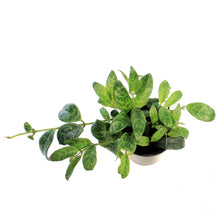 Load image into Gallery viewer, Lipstick Plant, 4in,Zebra Vine