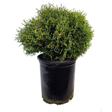 Load image into Gallery viewer, Cedar, 5 gal, Little Giant Globe