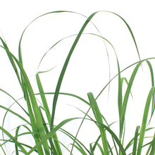 Load image into Gallery viewer, Grass, 1 gal, Big Bluestem