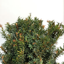 Load image into Gallery viewer, Yew, 5 gal, Morden Upright