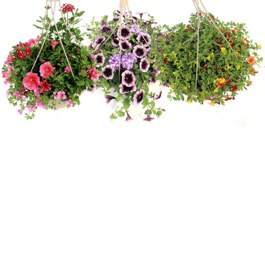Hanging Basket, 12in, OPV