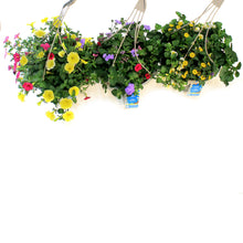 Load image into Gallery viewer, Hanging Basket, 12in, OPV Butterfly