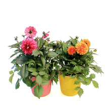Load image into Gallery viewer, Planter, 9in, In&Out OPV Dahlia