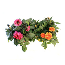 Load image into Gallery viewer, Planter, 9in, In&Out OPV Dahlia