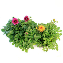 Load image into Gallery viewer, Planter, 12in, In&Out OPV Dahlia