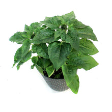 Load image into Gallery viewer, Planter, 9in, In&Out OPV Sunflower