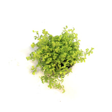 Load image into Gallery viewer, Golden Moss, 3.5in