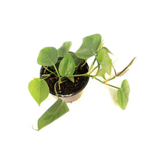 Load image into Gallery viewer, Philodendron, 4in, Cordatum
