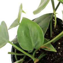 Load image into Gallery viewer, Philodendron, 4in, Cordatum