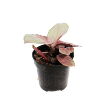 Load image into Gallery viewer, Calathea, 4in, Silver