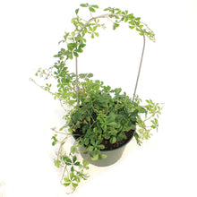 Load image into Gallery viewer, Sugar Vine, 6in, Parthenocissus Clusiifolia