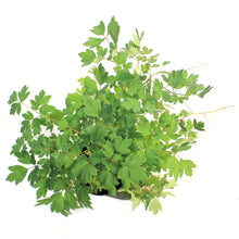 Load image into Gallery viewer, Dicentra,2 gal, Common Pink Bleeding Hearts