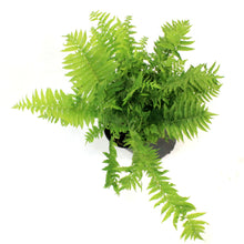 Load image into Gallery viewer, Fern, 2 gal, Ostrich Feather