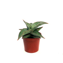 Load image into Gallery viewer, Sansevieria, 2.5in, Blue Kew