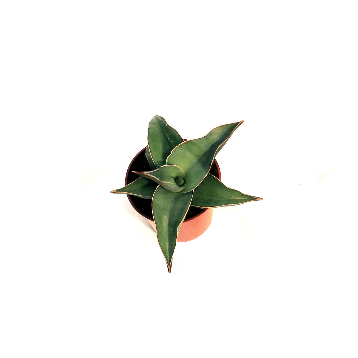 Sansevieria, 2.5in, Blue Kew  Floral Acres Greenhouse & Garden Centre