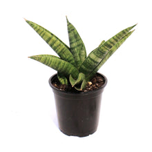Load image into Gallery viewer, Sansevieria, 4in Gojo
