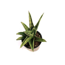 Load image into Gallery viewer, Sansevieria, 4in Gojo