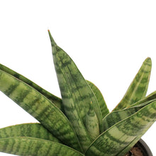 Load image into Gallery viewer, Sansevieria, 4in Gojo